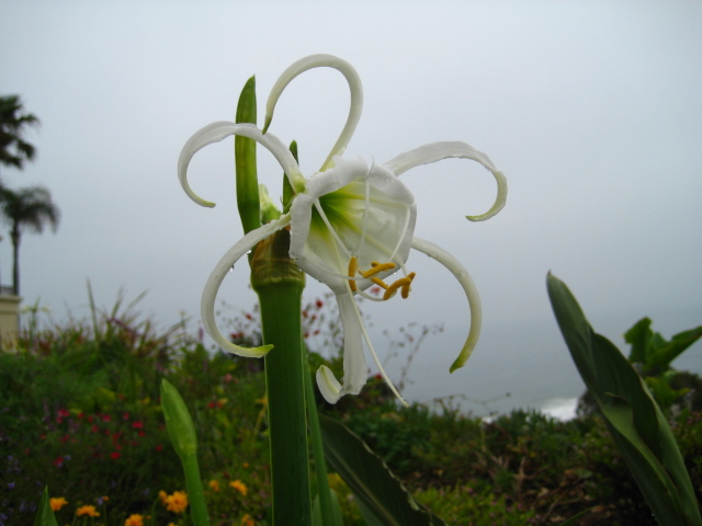 laguna beach 2008 013.jpg