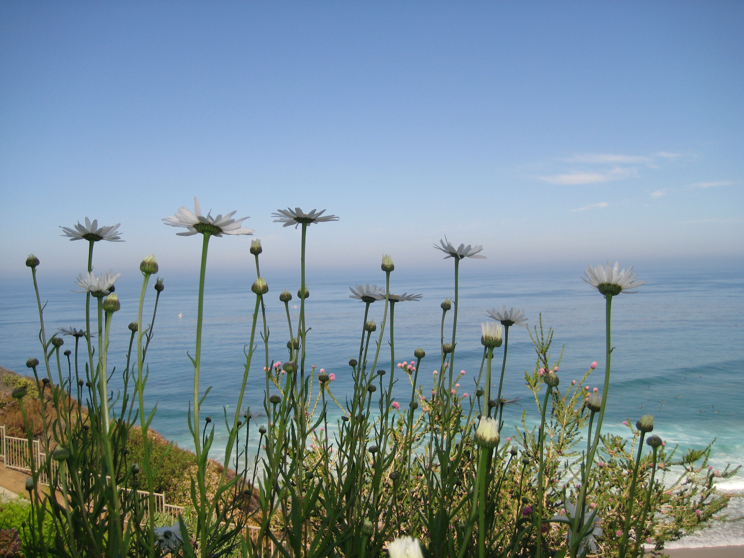 laguna beach 2008 166.jpg