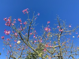 IMG_7326.jpeg