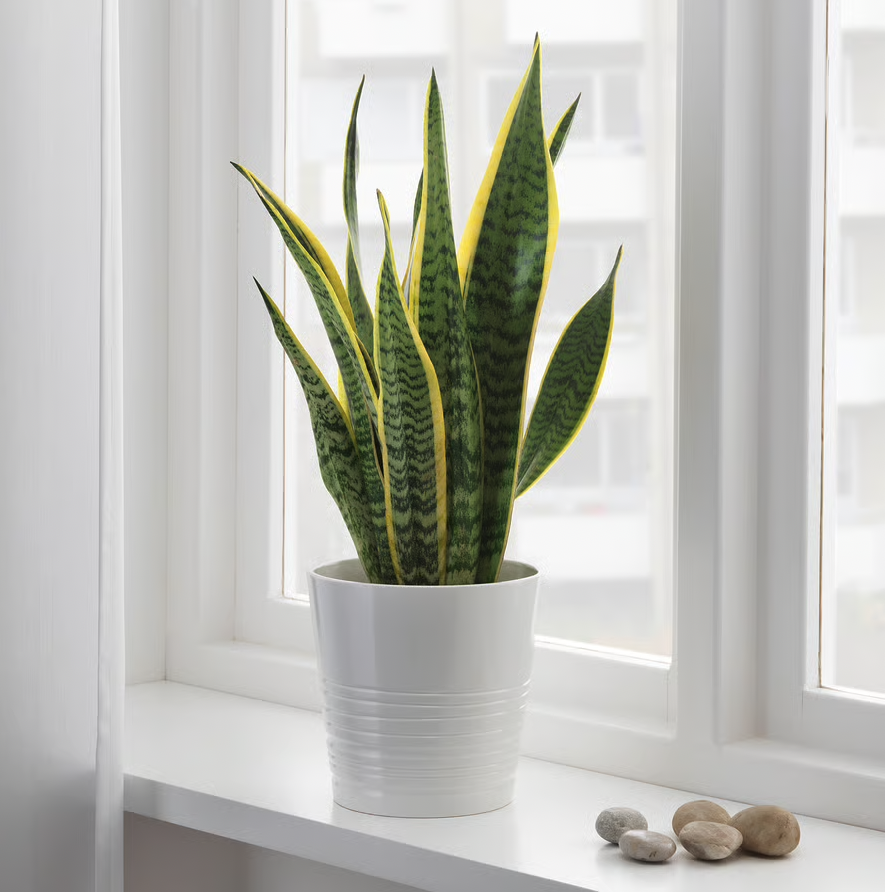 Screenshot 2025-06-19 at 11.04.50 AM.png